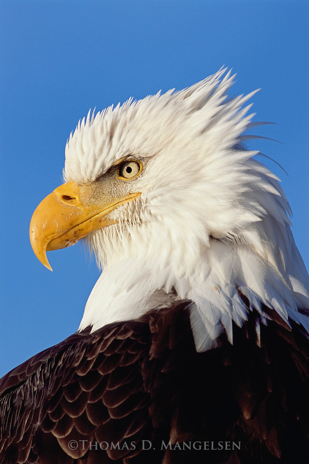 Bald Eagle by Thomas D. Mangelsen